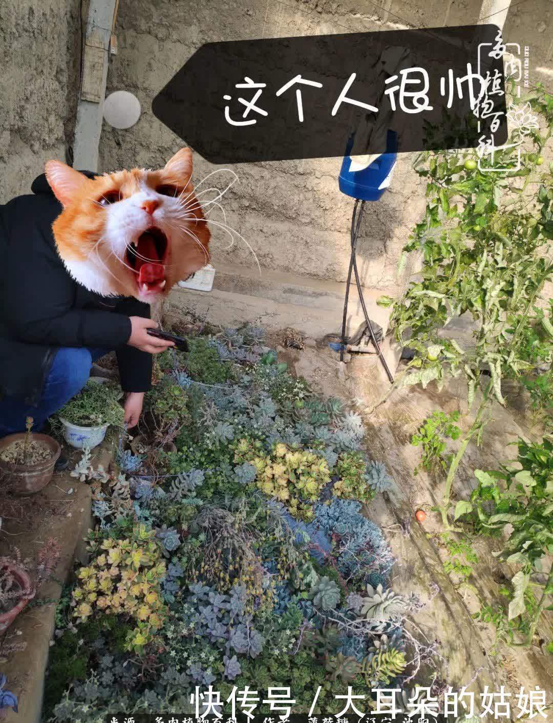 沉淀|用多肉记录时间的沉淀!