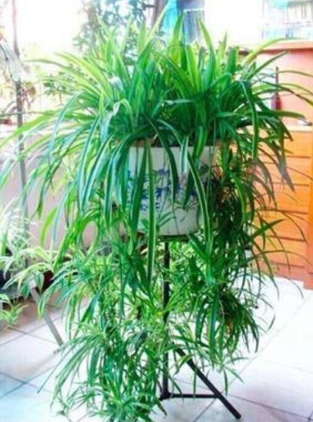 养花就养这几款,养在家里非常漂亮,有很好的净化空气作用