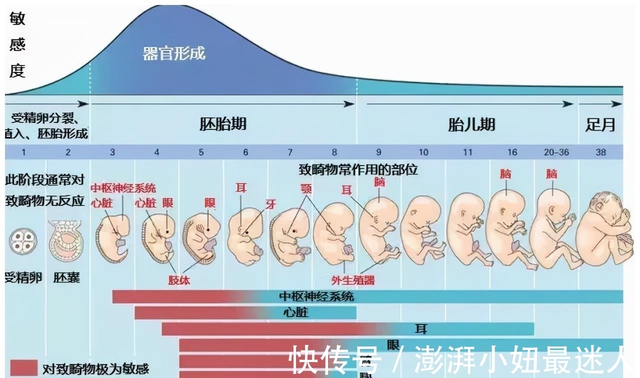 盆骨|为何动物生育后代如此轻松，而人类分娩时却疼得那么撕心裂肺？