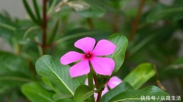 丽格海棠丽格海棠|3种花超好养,四季开花不间断,有光有水开满盆,适合懒人新手养