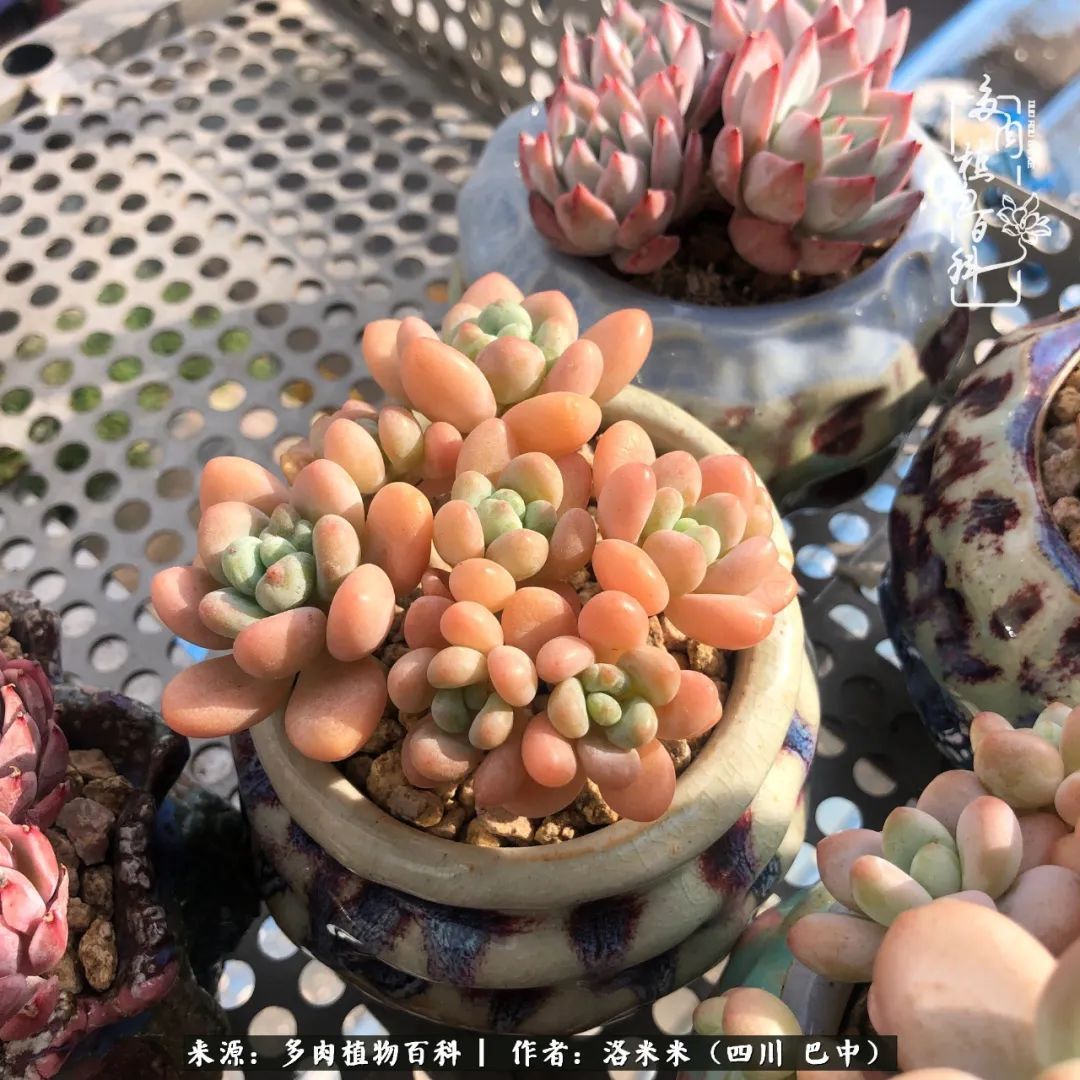 时间是多肉最好的滤镜！附个人养护经验！