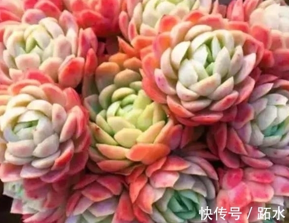 冬天怎么养护多肉冰梅容易出状态,掌握3个