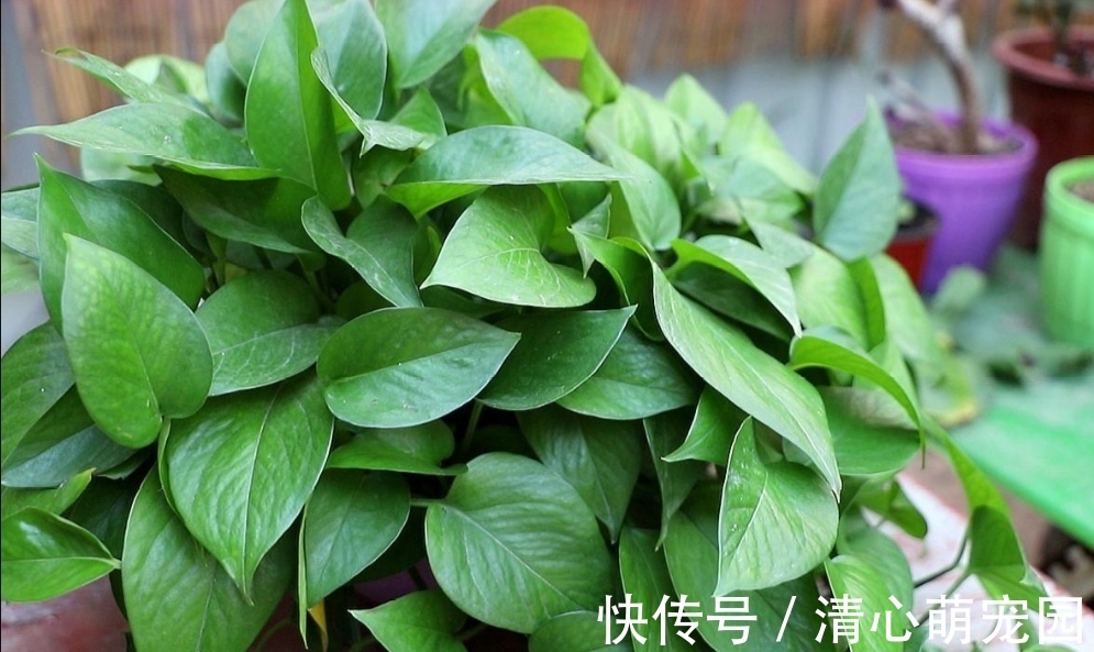 油绿|绿萝喜欢喝“2种水”,半个月浇一次,叶子变得油绿又光亮
