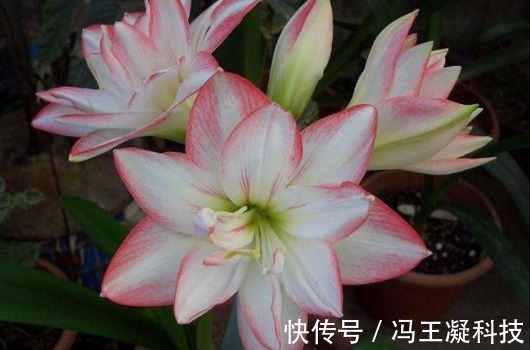 喜欢养花,不如养朱顶红,花开精致大气,枝叶繁茂旺盛,盆栽佳品