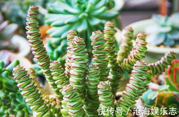 观赏度|养好“钱串”就代表养好了自己的财气,夏季养护多肉有妙招