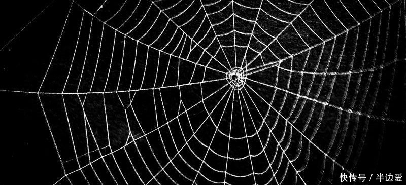 麻省理工学院用蜘蛛网制成一首歌,比 NASA 释出的太阳系音乐有趣