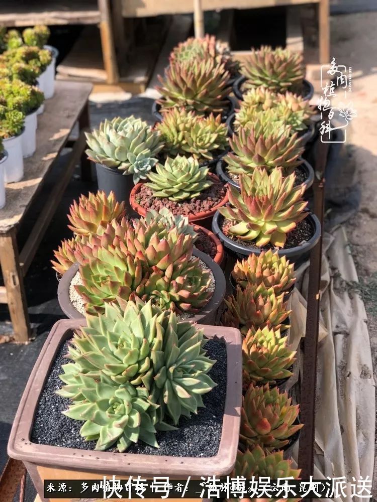 挂区|因为多肉，背井离乡来到开挂区，多肉变好看，小伙变大叔！