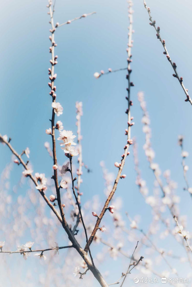 花意争春！济南千佛山公园的梅花，暗香袭来|就地过年?春在身边| 花意争春！济南千佛山公园的梅花，暗香袭来\＂,\＂i10\＂:\＂就地过年?春在身边