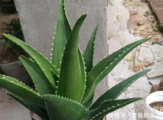 路子|养芦荟,按照这个“路子”,蹭蹭冒小芽,叶片粗壮厚实,挤满盆!