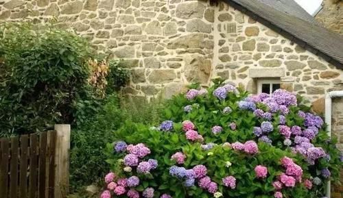  摆放在家里|养此3种花，花朵碗口大，养1盆上档次，亲戚、朋友都喜欢