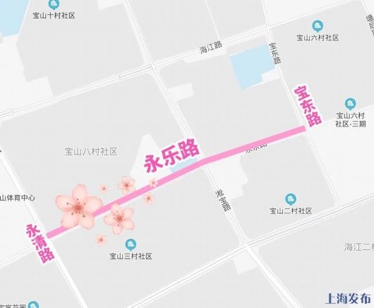 春光无限好！宝山这条“落花不扫”的道路迎来了一年中最美的时节~