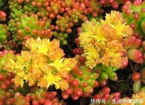 大饼|多肉有“三怕”，避开不易摊大饼，窜新芽上色快，养成群生老桩！