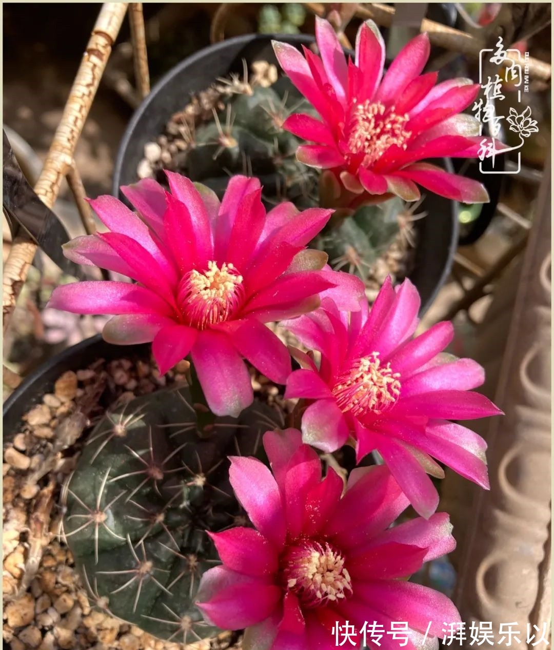 遇见即美,花事未荼蘼!种一桌子多肉,看花开花落!