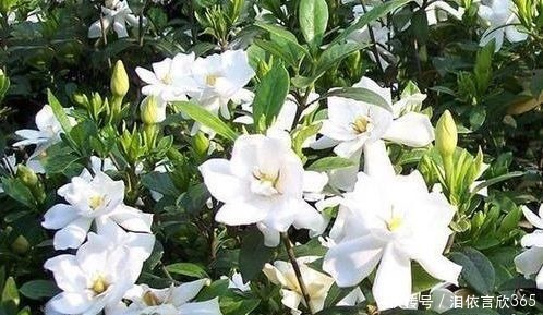 花友|花友最喜欢养的4种花,养护简单极易爆盆,开花多又漂亮!