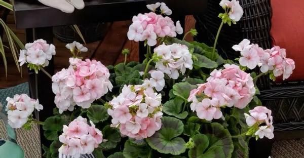 怎么打理好远离“故土”的天竺葵？这么盆栽，开花既漂亮又持久
