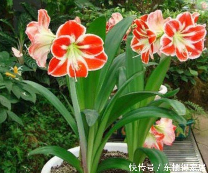 4种花是花中劳模 一年四季开花不断 一盆千百朵 枝头花苞满 粉紫色