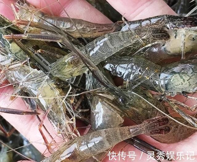 大排档|回老家,老公请同学来家吃夜宵,我做了6个下酒菜,3箱啤酒喝精光