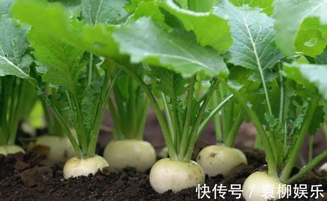 种植超2000年，常被误认成萝卜，如今成我国出口名蔬，常做成腌菜