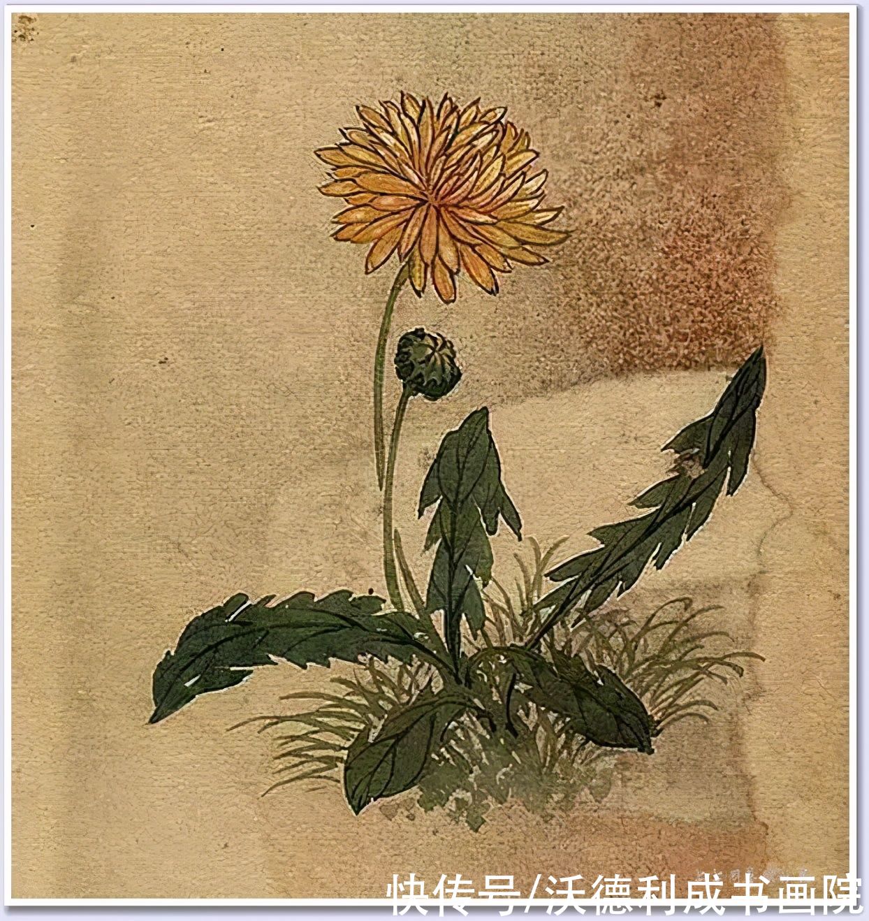 画菊|没骨百花图欣赏，美到骨子里