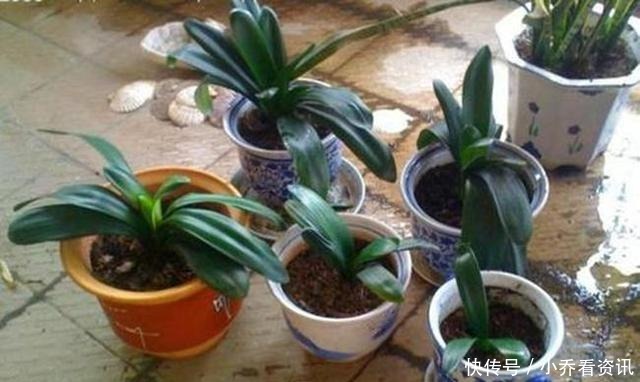 厨房一种的养花宝,比柳树皮都易得,效果不比柳树皮差