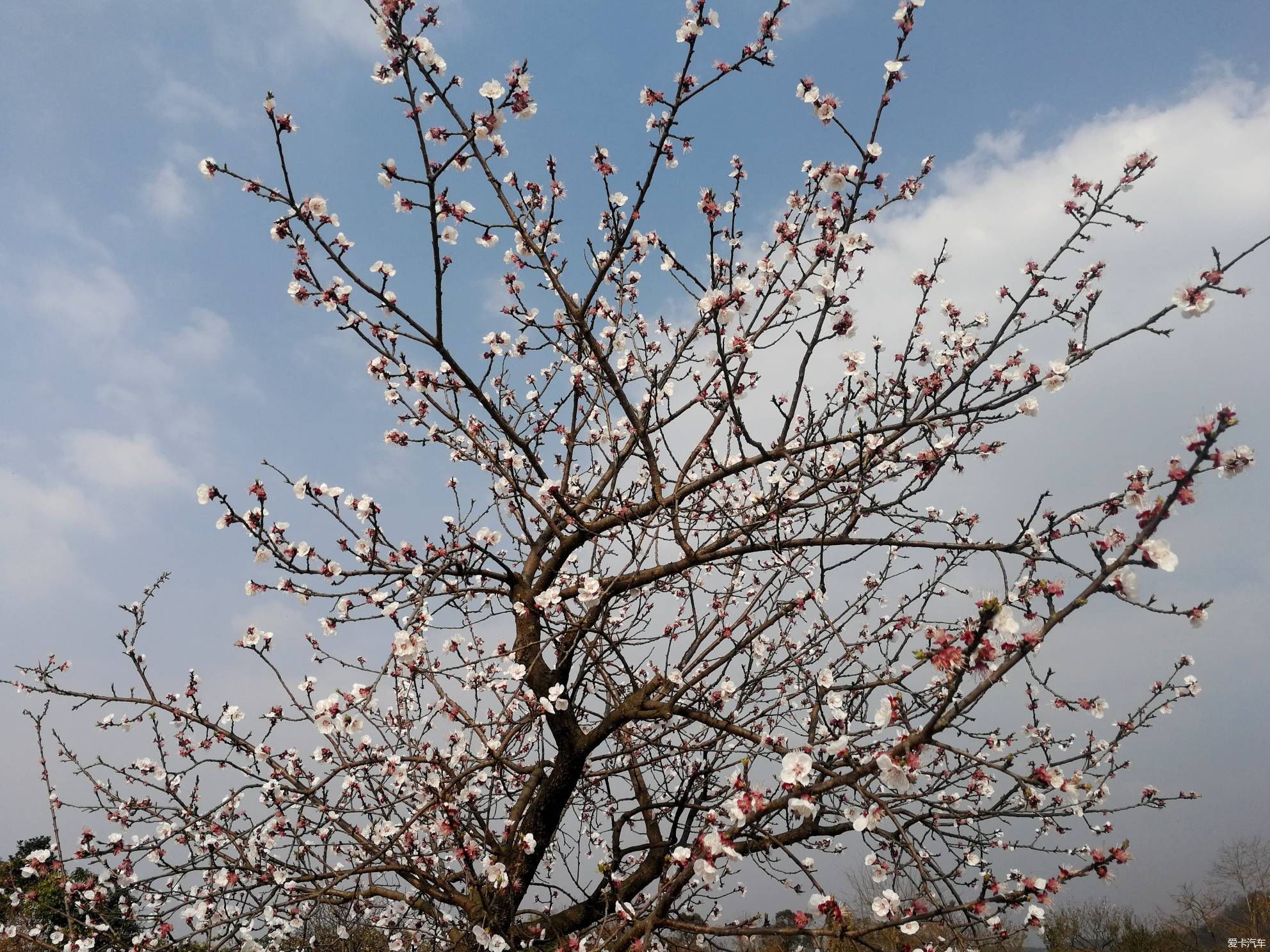 不负春光，乡村赏花