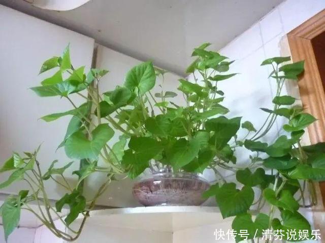 胡萝卜头|5种蔬菜吃完根别扔，丢水里就疯长，7天养成花，比绿萝还要美