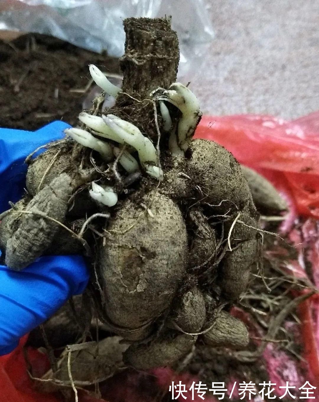 9种花是富贵命，必须大盆养，小盆养会憋死