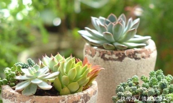 多肉换盆不修根难怪养不好,教你几招,服盆快,后期更好养