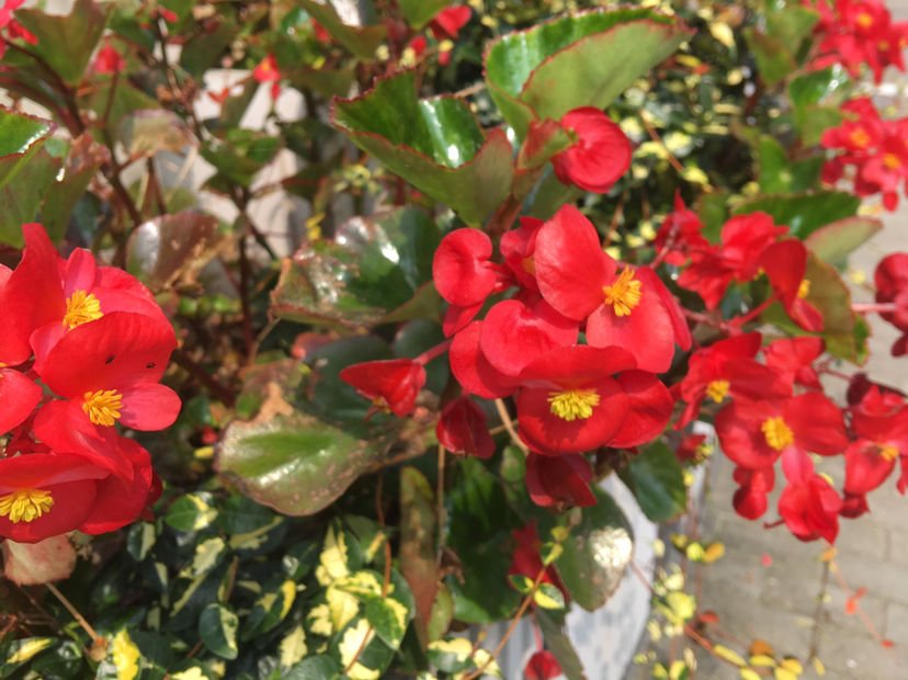 五色梅五色梅|5种花，屋子里只需养一种，一年能开花9个月，真怕把它“累死”