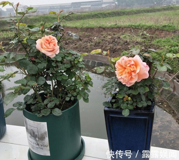 花盆别乱用,用对了花儿蹭蹭长,用错了花死得快!