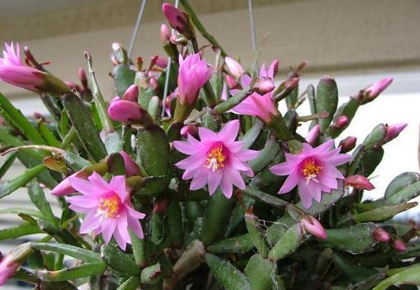 养殖蟹爪兰该注意什么掌握2个简单方法，成活率高、开花漂亮