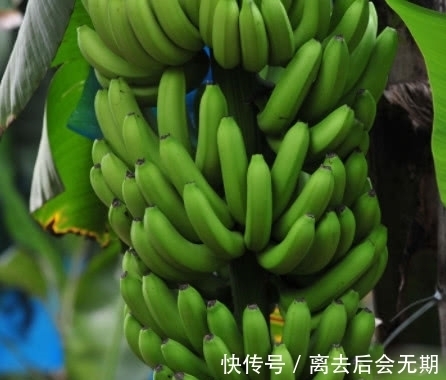 好处|多吃香蕉有这3大“好处”,特别是女生,别再漫无目的的减肥了!