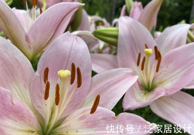 纯洁|沈阳沈水湾公园：最美最仙百合花