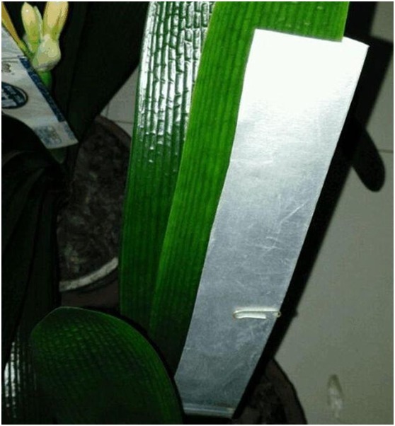 君子兰叶片乱窜，学会了这2招，不仅整整齐齐，还枝叶肥厚