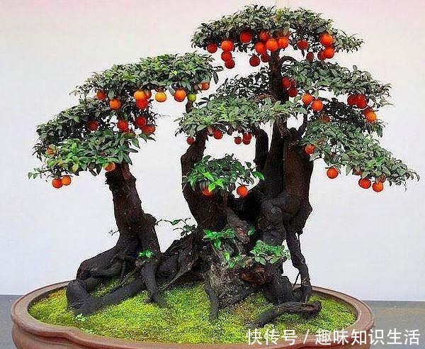 养这2种花,还能挣钱,放那不用管,养得好卖上万,挺划算!