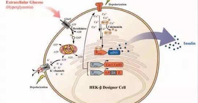 三价铬|糖尿病新疗法,短期可停掉胰岛素,愈后不用吃药,血糖稳在4-6