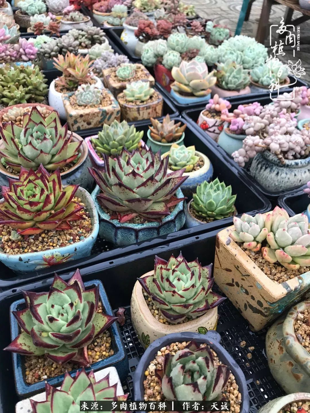 吃饱喝足，包邮区的多肉养精蓄锐准备渡劫！