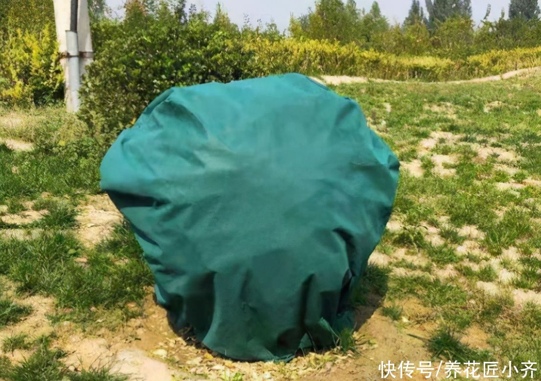 养花人都有的“迷惑行为”,只有爱花之人才懂,快看看你中了几条