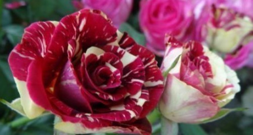 养护|三个品种的月季花,不仅花瓣上有漂亮的花纹,而且养护方法简单