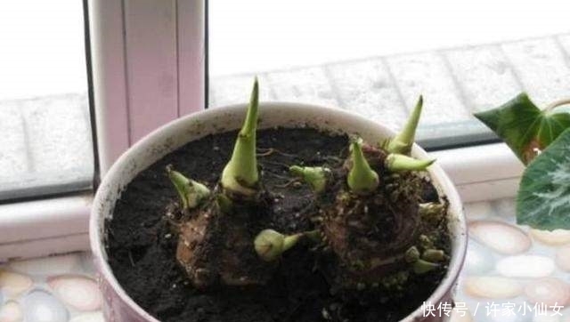 蔬菜|这种蔬菜吃剩了别扔,泡水里就疯长,比滴水观音还要漂亮100倍