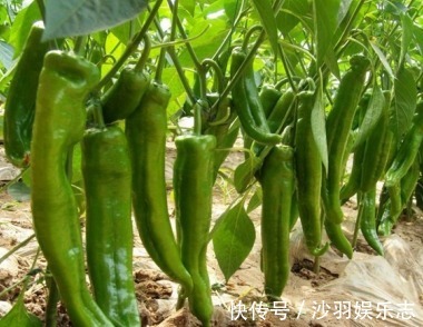 想要尖椒高产量必学尖椒的种植要点，后期管理也是关键