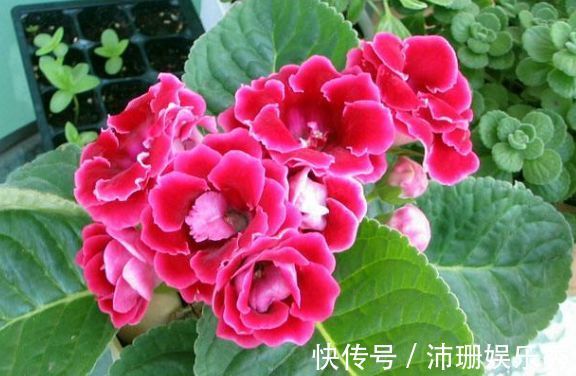 花草|家里阳台养此款花,新手也能养爆盆,清新脱俗,懒人最爱