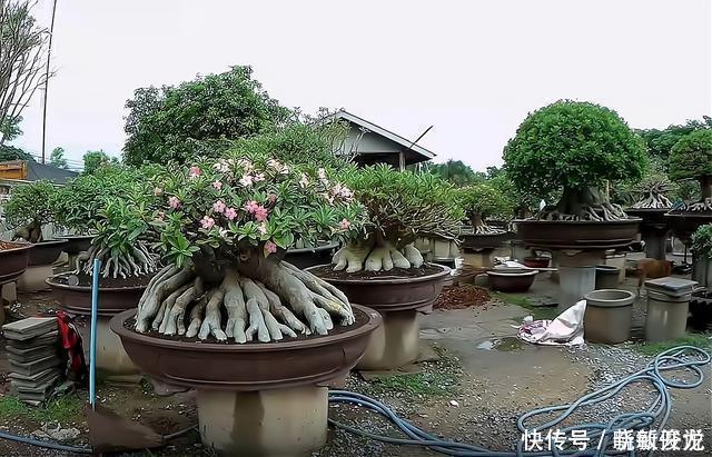 观赏价值|沙漠玫瑰怎么养沙漠玫瑰盆栽的养殖方法和注意事项