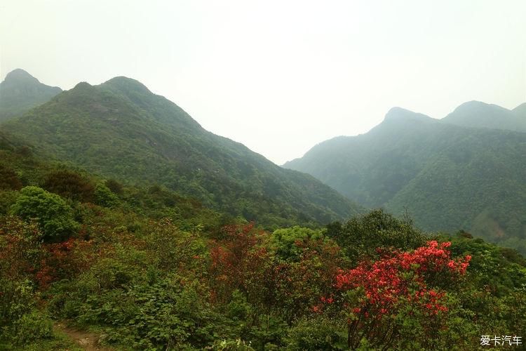 杜鹃花开芬芳自来。