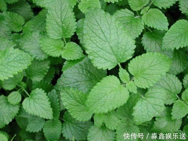 薄荷|这2种草没人重视,其实是“止痒草”,比花露水都管用
