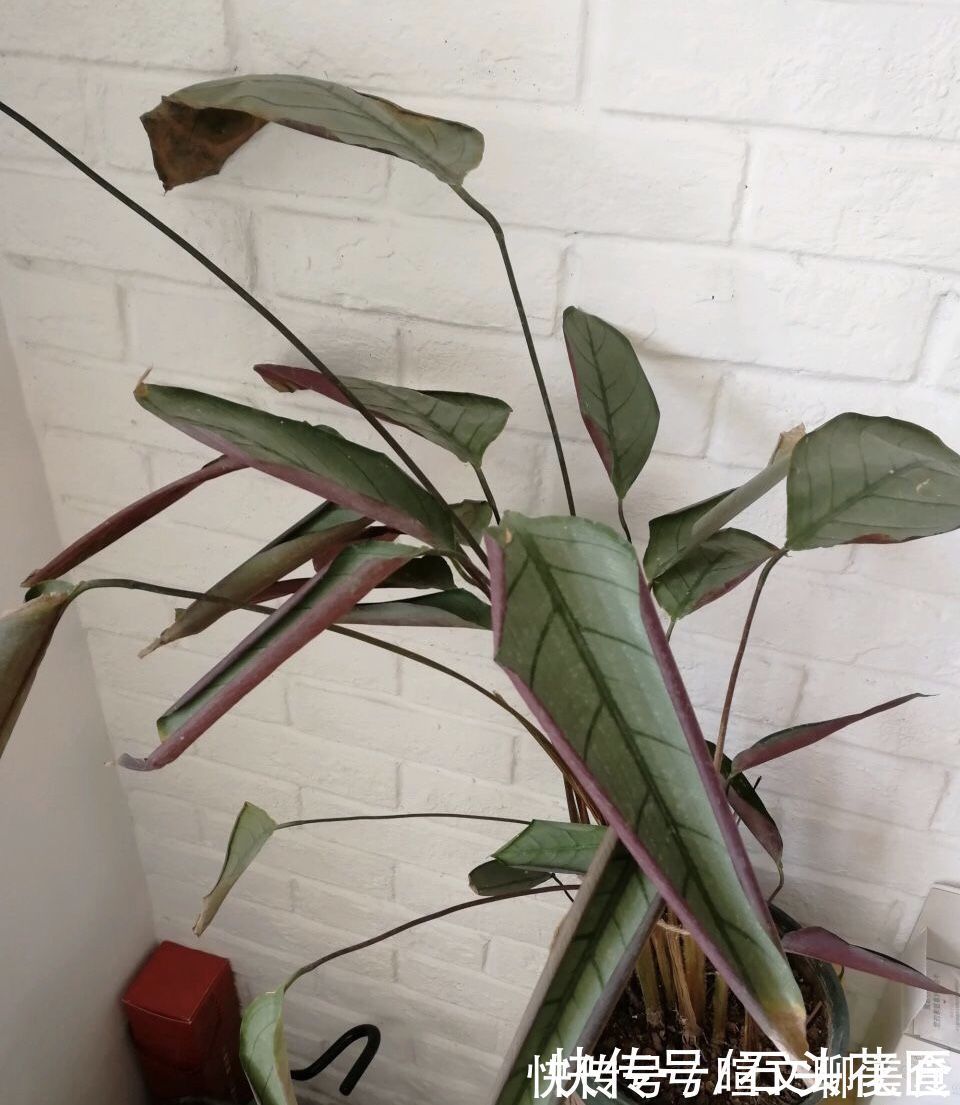 冬天室内养花“干尖”,你可能做了4件“错事”,现在改来得及