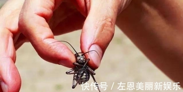 齐白石@齐白石画一只“草虫”, 能卖500万 专家 把画放大30倍再看!