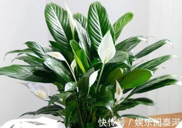 红掌|家里喜欢养花,此款花卉一年四季开花,越热越疯长,花朵绚丽繁盛