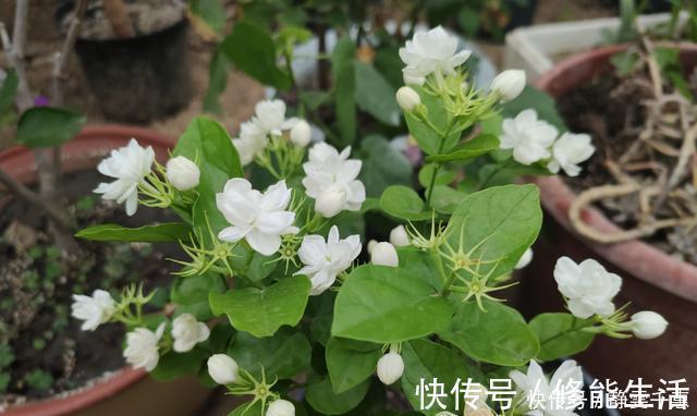 发黄|养茉莉花，多浇“2种水”，黄叶问题轻松解决，四季开花满屋香