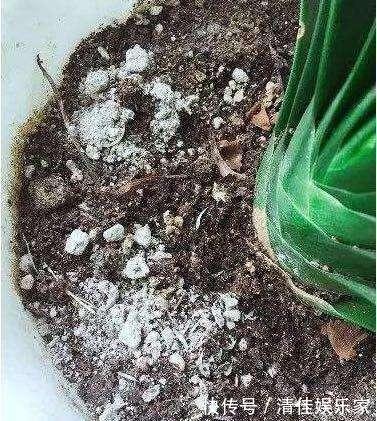 小黑飞|老花匠给的偏方，“蚊香灰”这么用，养花长得壮，也能驱虫子